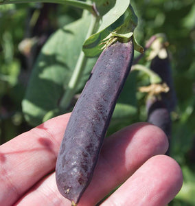 Purple Mist Organic Pea Seeds