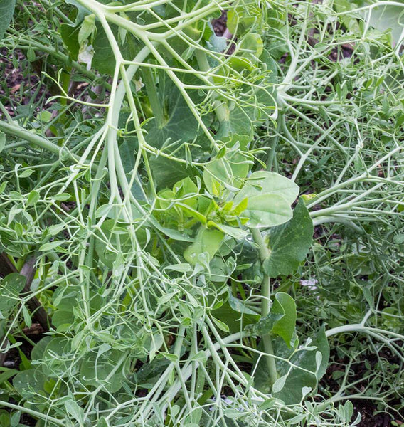 Parsley Pea Seeds for Organic Growing