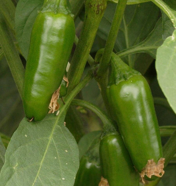 Jalapeno M