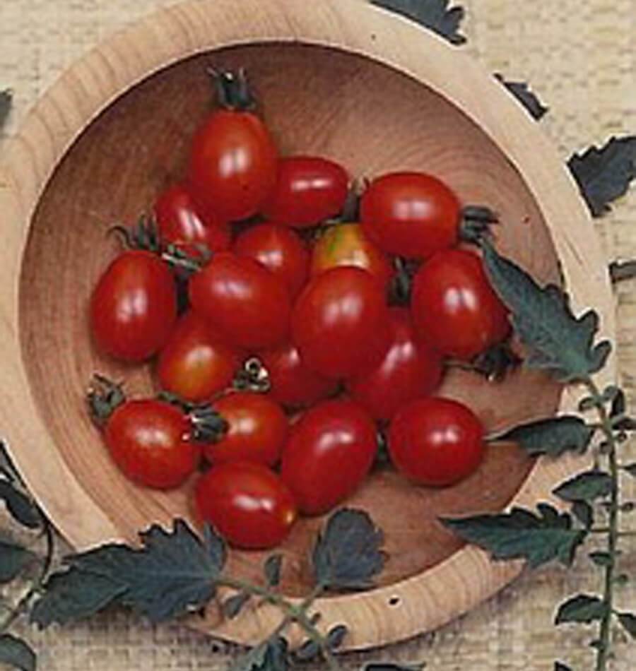 Principe Borghese Tomato Seeds TM806-1