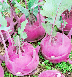 Purple Vienna Organic Kohlrabi
