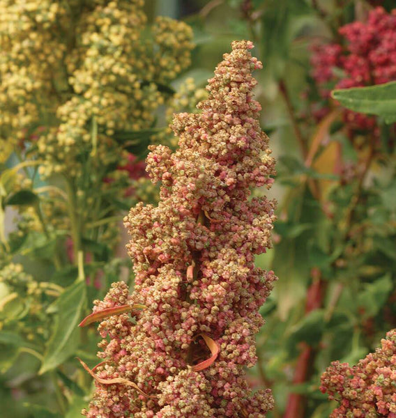 Brightest Brilliant Organic Quinoa Seeds