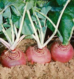 Helenor Organic Rutabaga Seeds