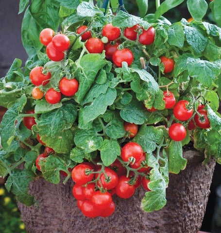 Red Robin Cherry Tomato Seeds TM826-1