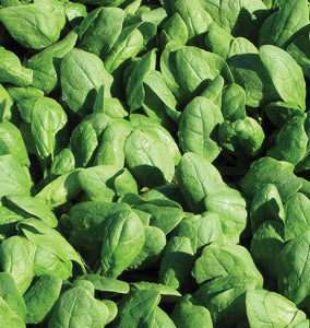 Renegade Organic Spinach Seeds SP714-1