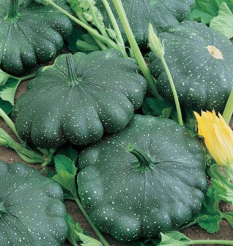 Total Eclipse Pattypan Squash Seeds SQ764-1