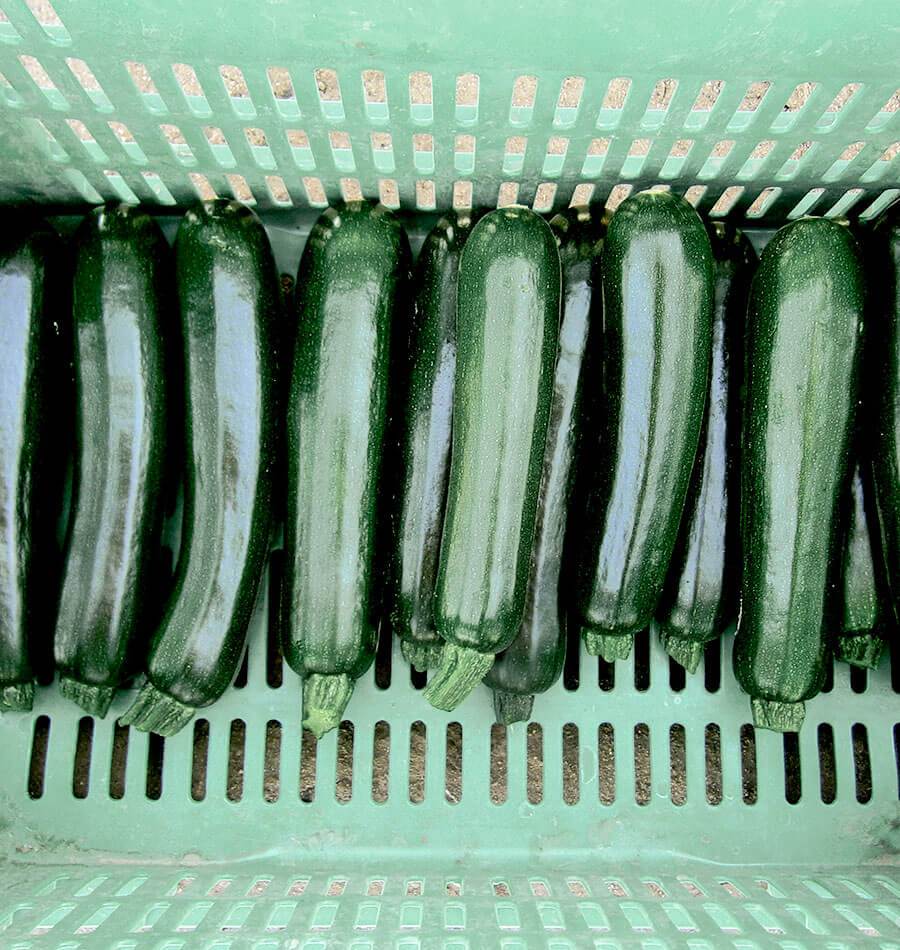 Desert Organic Zucchini Seeds