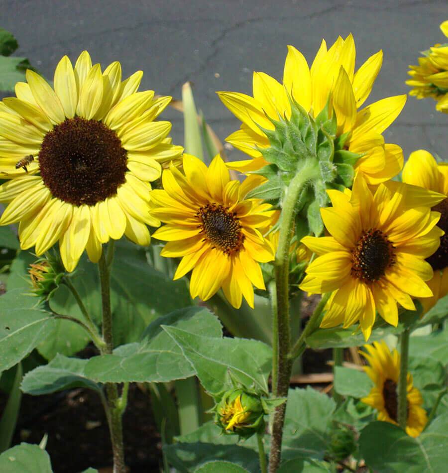 Short Blend Sunflowers