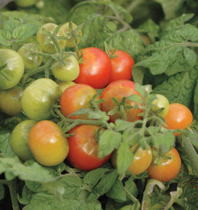Tiny Tim Cherry Tomato Seeds TM758
