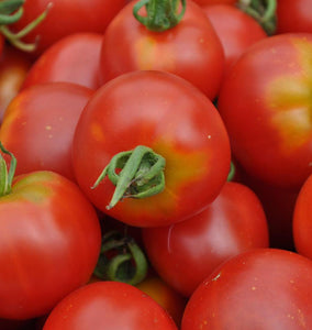 Stupice Organic Tomato Seeds