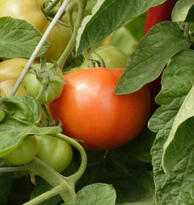 Bonny Best Organic Tomato Seeds TM764 2