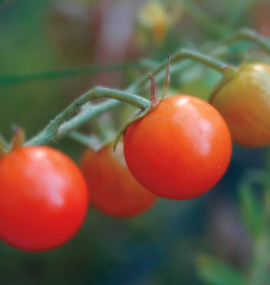 Sweetie Organic Cherry Tomato Seeds TM766