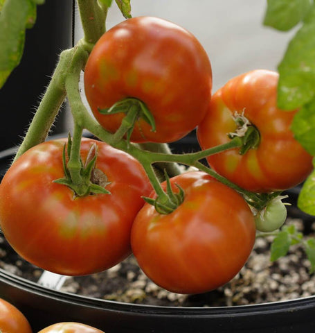 Siletz Organic Tomato Seeds TM767 1