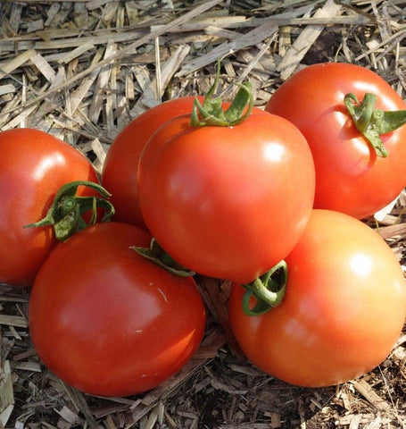 Early Girl Tomato Seeds TM769 1