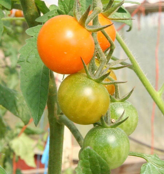 Sungold Cherry Tomato Seeds TM786 3