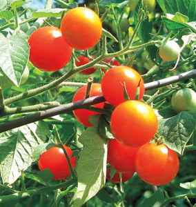 Gardener's Delight Cherry tomato Seeds TM789 1