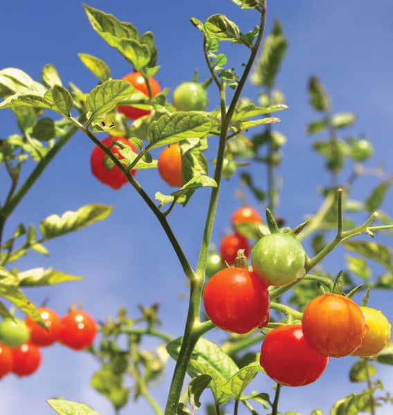 Gardener's Delight Cherry tomato Seeds TM789 4