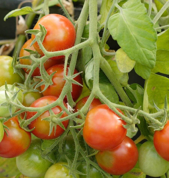 Tumbler tomato seeds