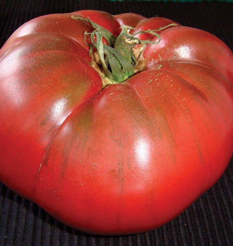 Black Krim Organic tomato seeds TM794 1