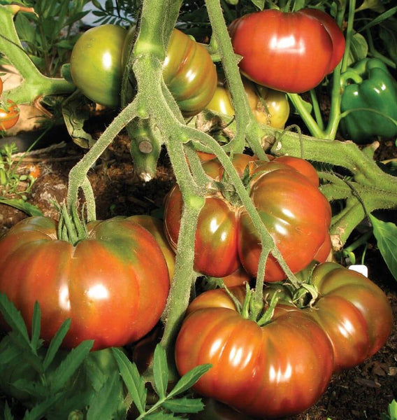 Black Krim Organic tomato seeds TM794 2