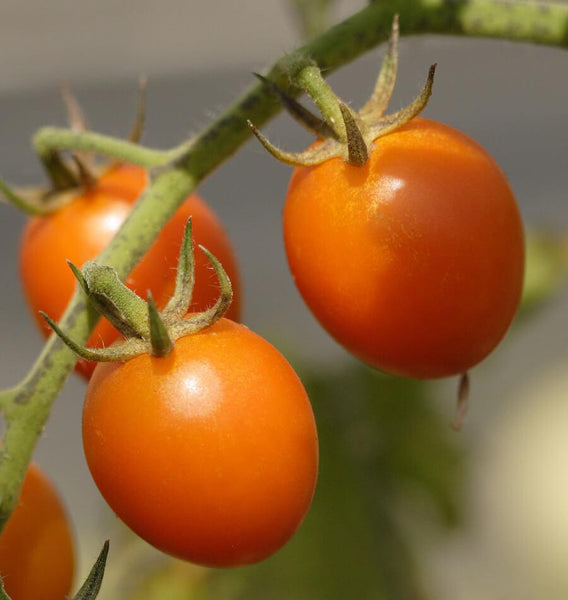 Sweet Hearts Grape Tomato seeds TM796 4