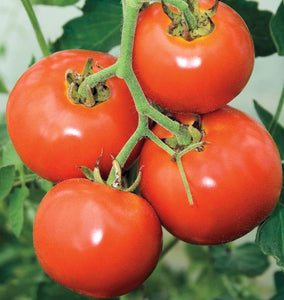 Manitoba Tomato Seeds TM820 1