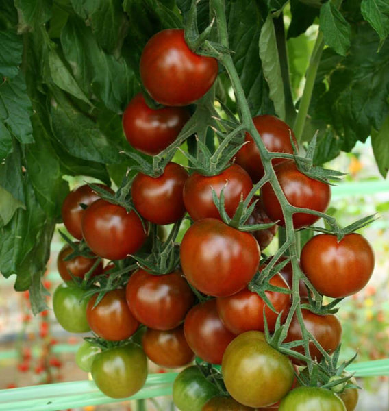 Sunchocola Cherry Tomato TM830-1