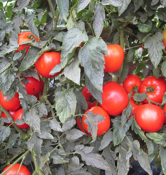 Mountain Merit Tomato Seeds