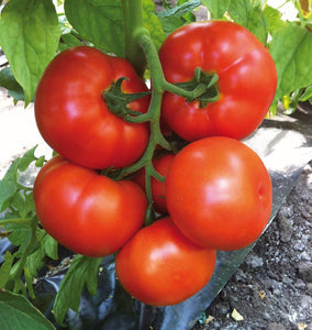 Caiman Organic Tomato Seeds