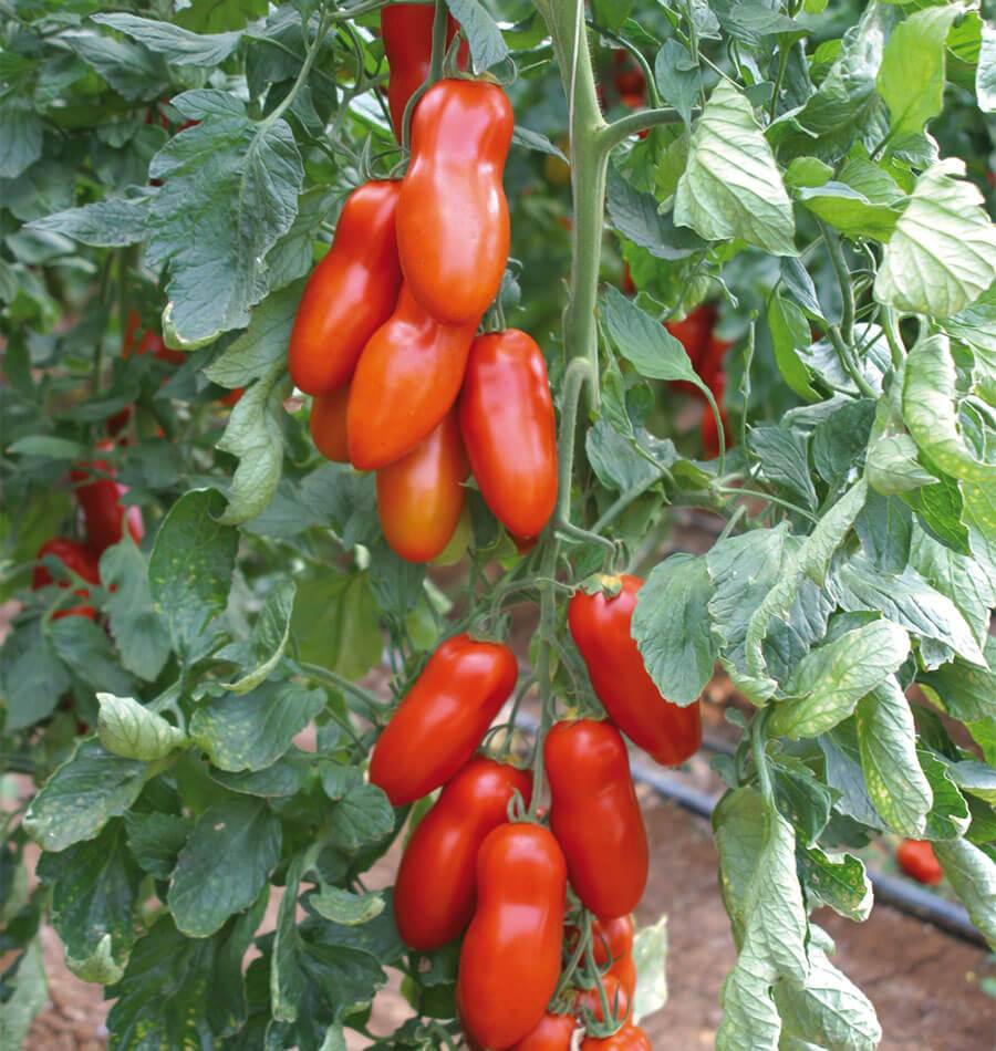 Pozzano Organic Tomato Seeds