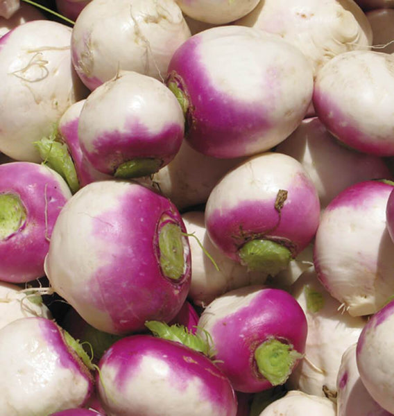 How to Grow Turnips Purple Top White Globe