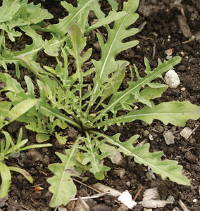 Wild Arugula