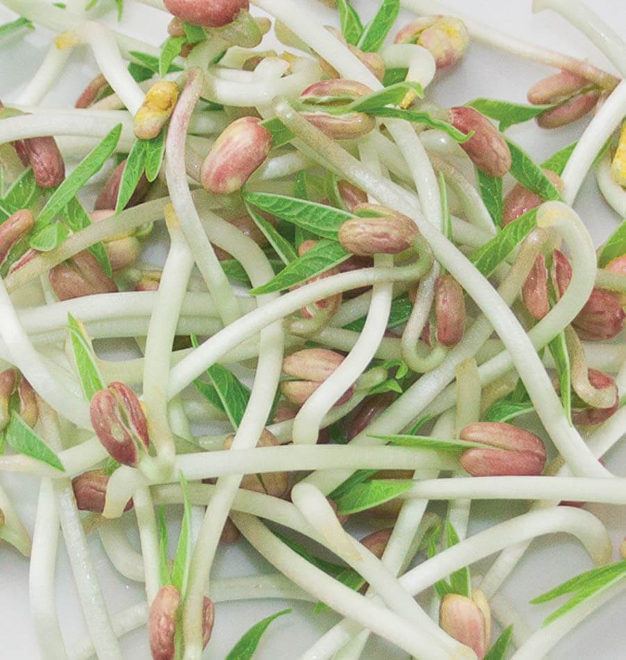 How to grow sprouts Mung Beans Organic